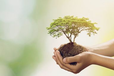 Promoção da preservação do meio ambiente é reforçada durante o mês de junho