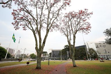 Assembleia volta a debater prorrogação do Estado de Calamidade Pública no Paraná