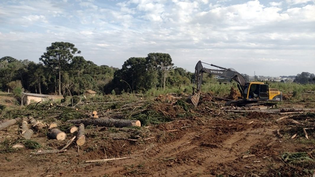 goura araucárias