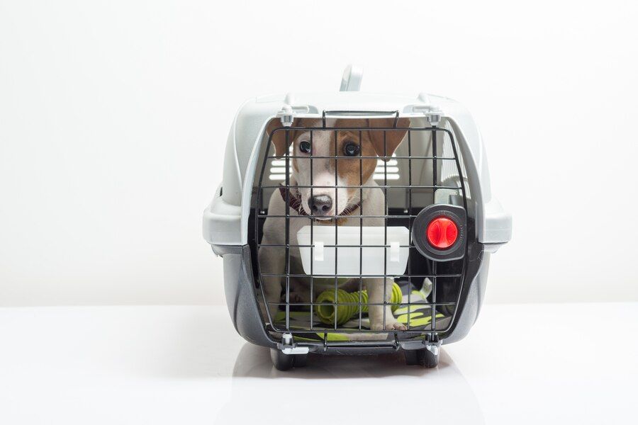 pettransporte