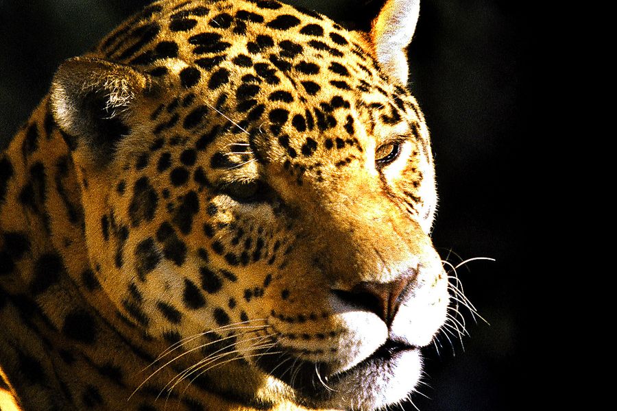grandes felinos
