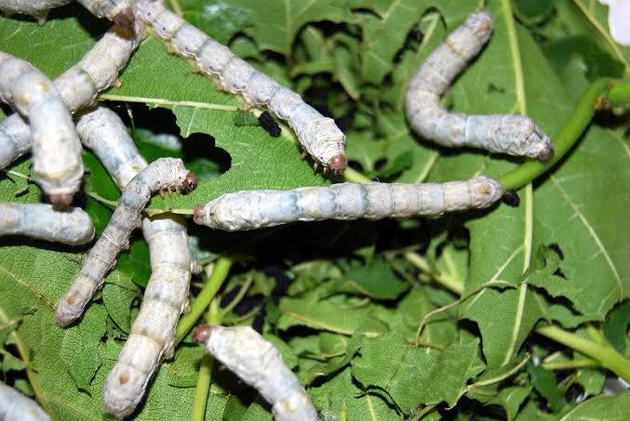 agrotoxico1