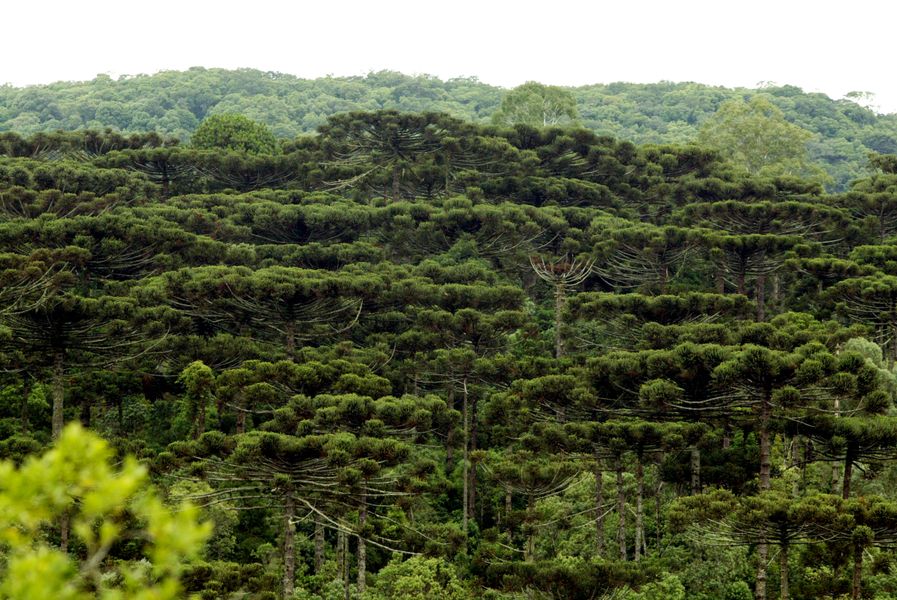 araucária