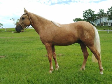 Reconhecimento histórico do Cavalo Campeiro é aprovado na CCJ