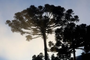 No Dia Nacional da Araucária, necessidade de preservação é lembrada na Assembleia Legislativa