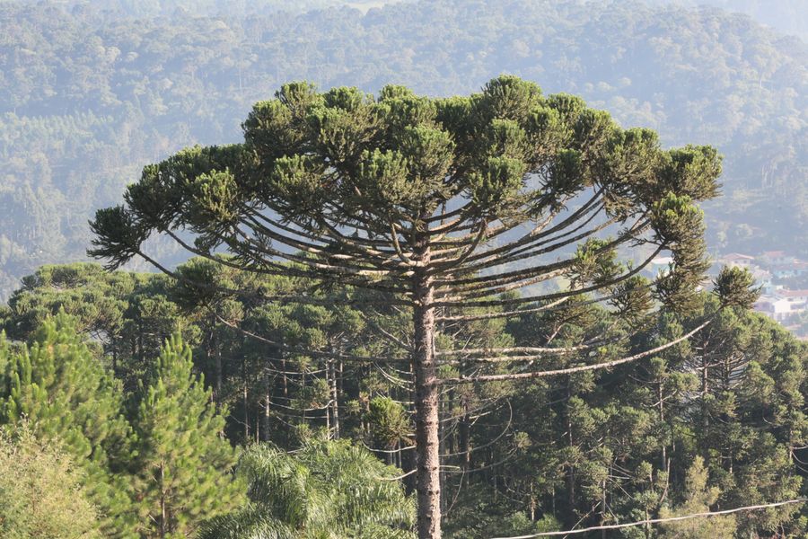 audiencia floresta