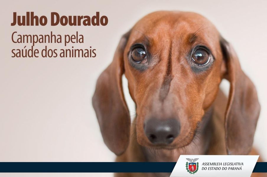 julho dourado