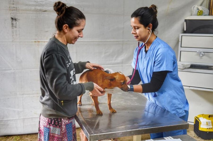 solene veterinário