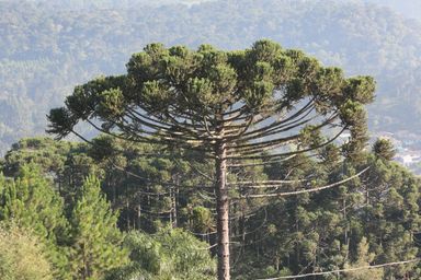 Audiência pública vai debater o manejo da Floresta Ombrófila Mista