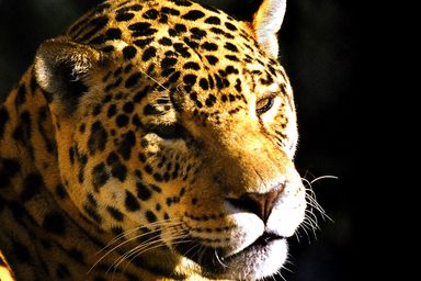 Comissão de Ecologia, Meio Ambiente e Proteção aos Animais promove audiência pública sobre grandes felinos do Paraná