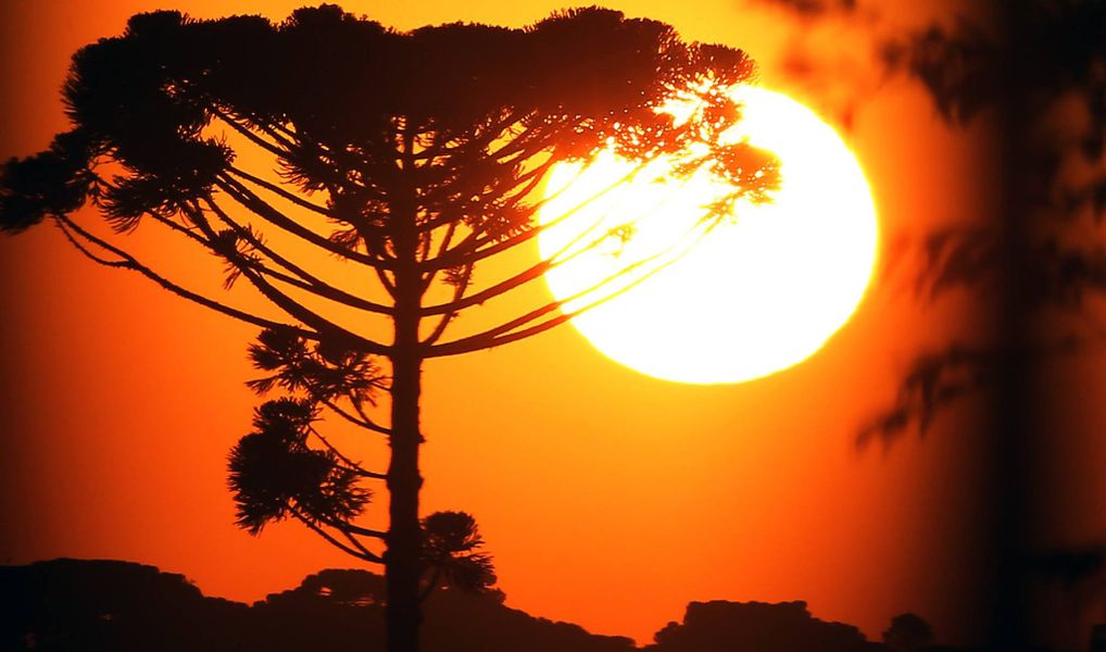 dia araucaria 24062025