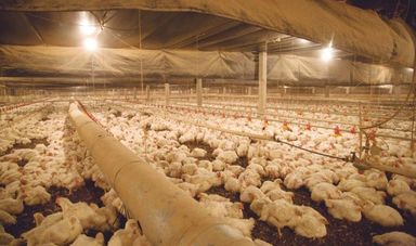 Articulação dos deputados e recursos da Assembleia Legislativa garantem Tarifa Rural Noturna até 2022