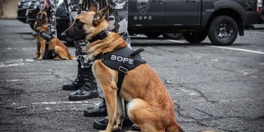 Paraná institui o Dia dos Cães Operacionais da Segurança Pública, destaca deputado Cobra Repórter (PSD)
