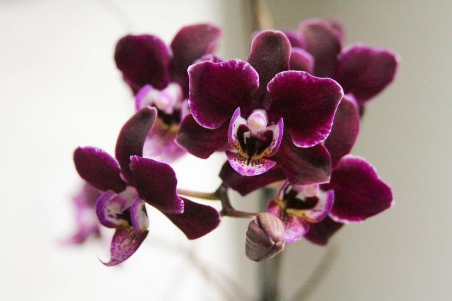 Orquideas 1