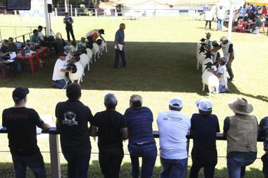 TV Assembleia vai transmitir programação especial direto da ExpoLondrina