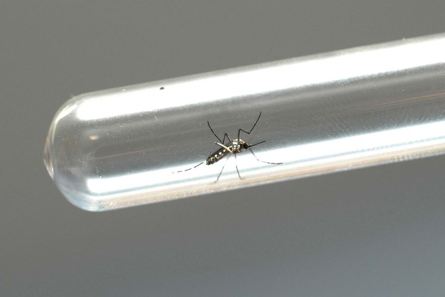 dengue leis