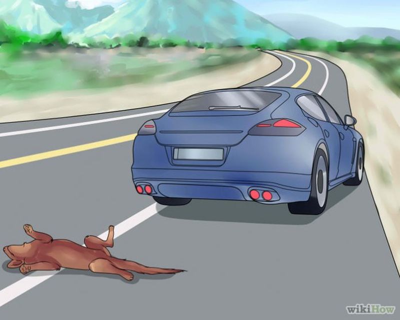 animais rodovias