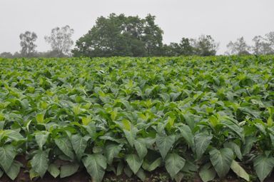 Audiência Pública vai debater classificação do tabaco no Paraná