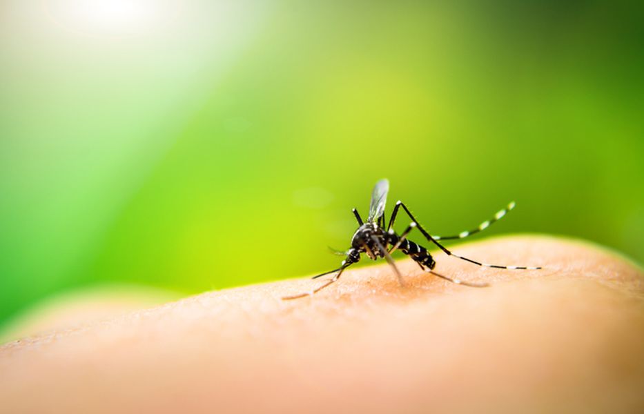 dengue caputo
