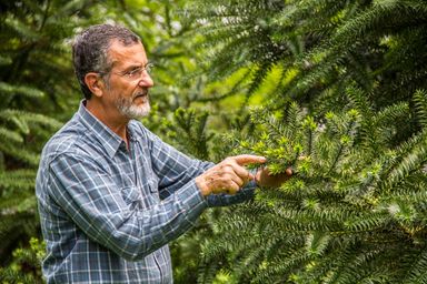 Lei vai salvar as araucárias, diz professor da UFPR