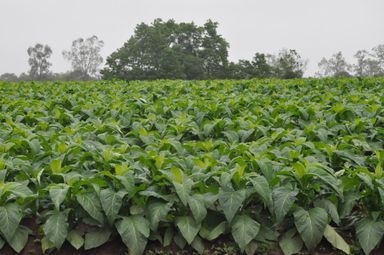Projeto de lei transfere local de classificação da produção de fumo