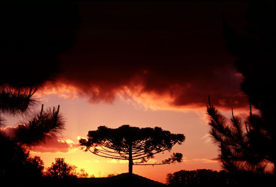 araucária