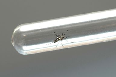 Assembleia Legislativa destaca preocupação com o aumento de casos de dengue no Paraná