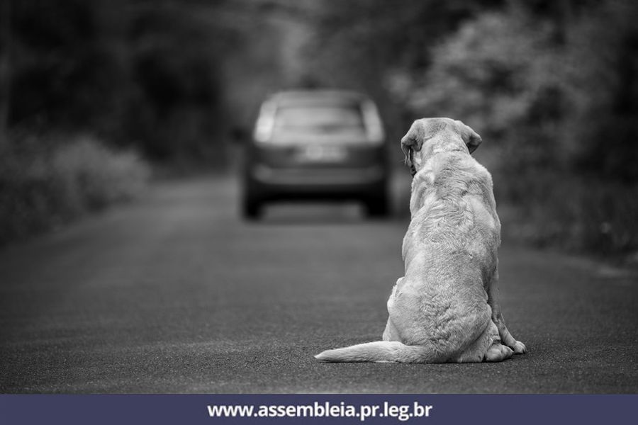 proteção animal