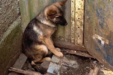 Penalidades mais rígidas para agressores de animais já estão em vigor no Paraná