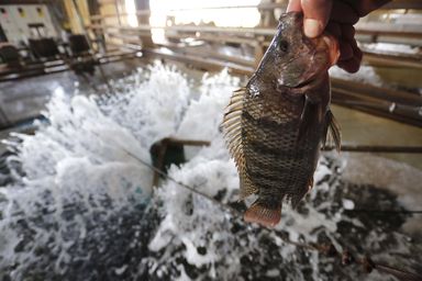 Projeto propõe criação do Dia Estadual da Tilápia e da Aquicultura para fortalecer o setor produtivo no Paraná