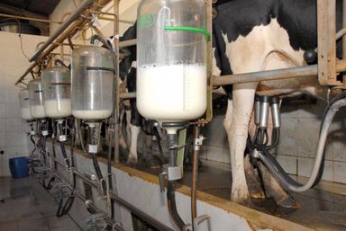 Impactos das novas regras da produção de leite na pauta do Bloco da Agricultura Familiar
