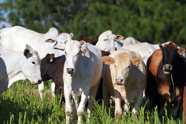 TV Assembleia: mercado de carne bovina enfrenta novas restrições e é tema do Semeando Informação