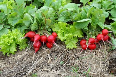 Política estadual de agroecologia será debatida em audiência pública