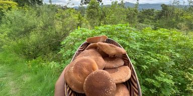 Semeando Informação mostra como a produção de shitake une renda e agricultura regenerativa