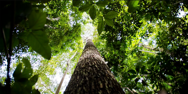 Semeando Informação debate créditos de carbono e tokens florestais como novos caminhos para preservar o meio ambiente