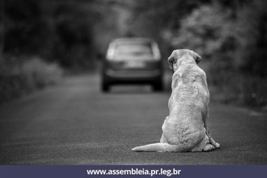 Proteção aos animais é tema recorrente na Assembleia Legislativa