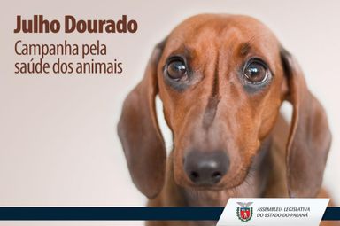 Castração de animais no litoral marca início da campanha "Julho Dourado"