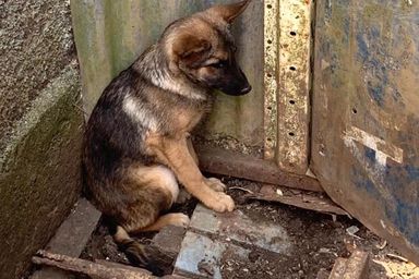 Projeto aumenta punição para maus-tratos de animais