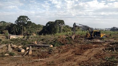 Deputado Goura (PDT) pede ao IAT e ao MP que corte de 232 araucárias em Fazenda Rio Grande seja esclarecido