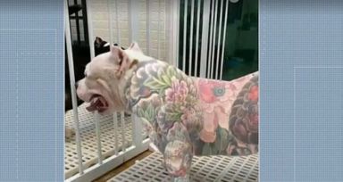 Projeto de lei proíbe tatuagens e piercings em animais de estimação