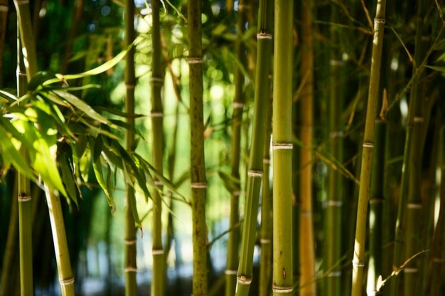 cultura do bambu