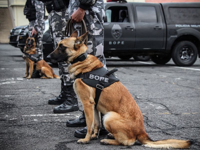 cobra lei caes policiais